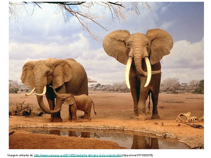 Imagem retirada de: http: //www. sancara. org/2013/02/elefante-africano-il-piu-grande. html (disponível 07/10/2015) 