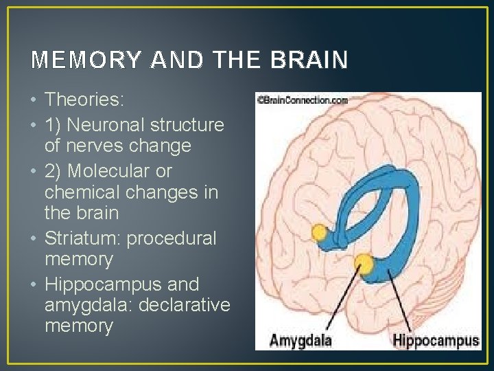 MEMORY AND THE BRAIN • Theories: • 1) Neuronal structure of nerves change •