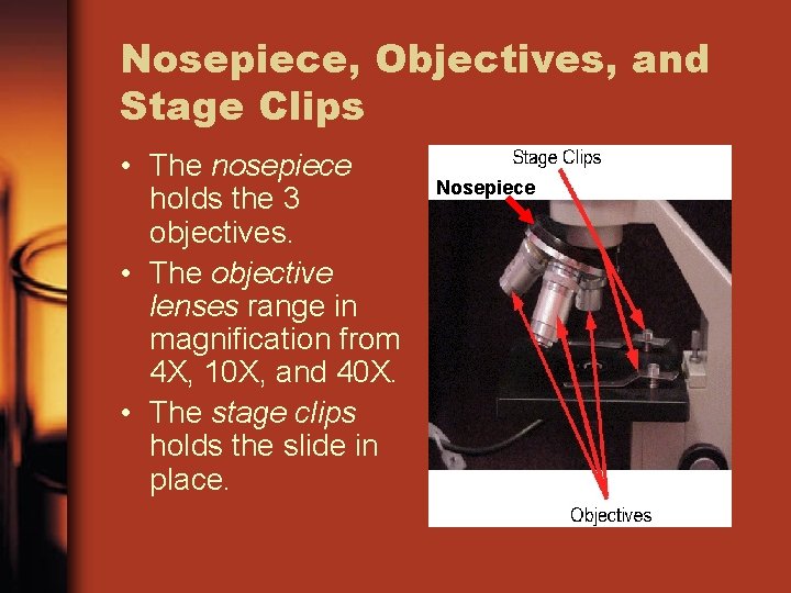 Nosepiece, Objectives, and Stage Clips • The nosepiece holds the 3 objectives. • The