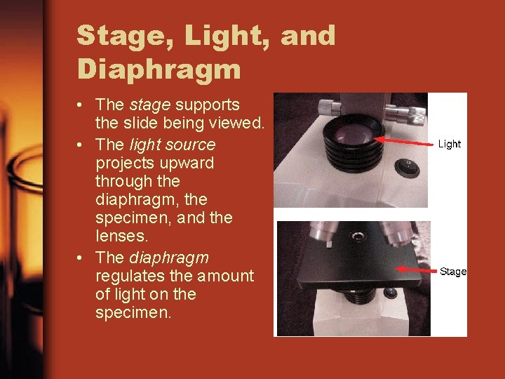 Stage, Light, and Diaphragm • The stage supports the slide being viewed. • The