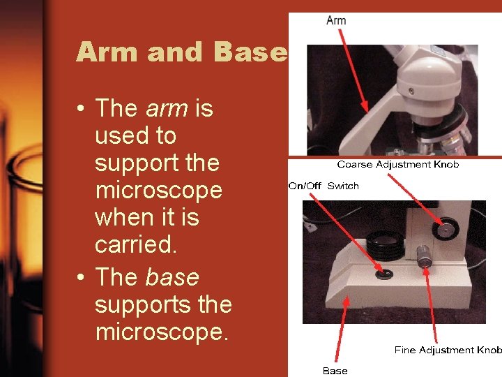 Arm and Base • The arm is used to support the microscope when it