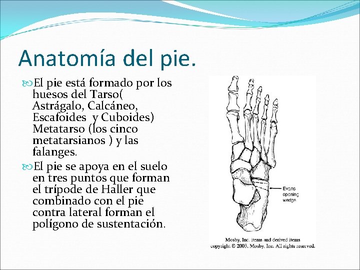 Anatomía del pie. El pie está formado por los huesos del Tarso( Astrágalo, Calcáneo,