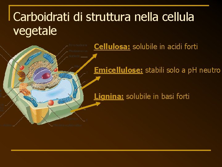 Carboidrati di struttura nella cellula vegetale Cellulosa: solubile in acidi forti Emicellulose: stabili solo