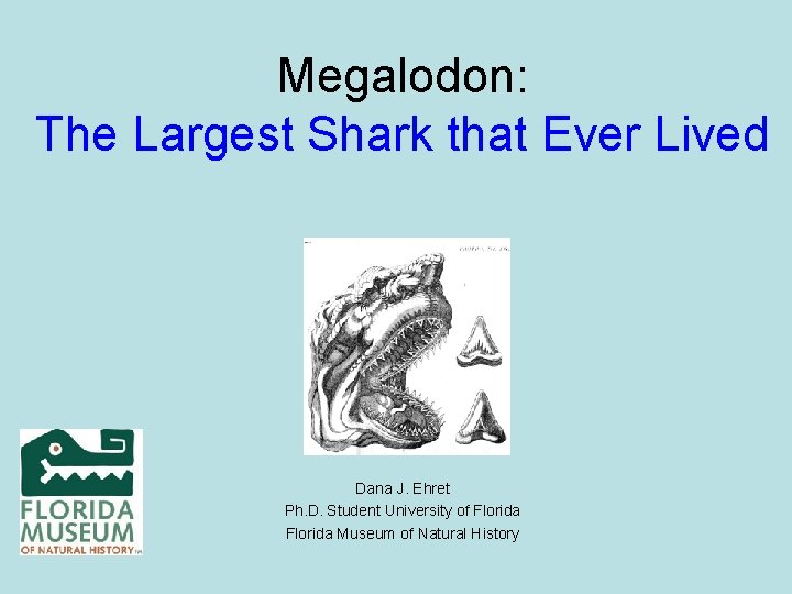 Megalodon: The Largest Shark that Ever Lived Dana J. Ehret Ph. D. Student University