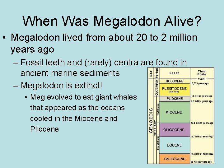 When Was Megalodon Alive? • Megalodon lived from about 20 to 2 million years