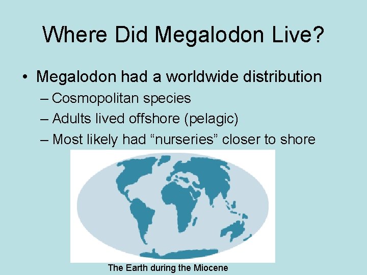 Where Did Megalodon Live? • Megalodon had a worldwide distribution – Cosmopolitan species –