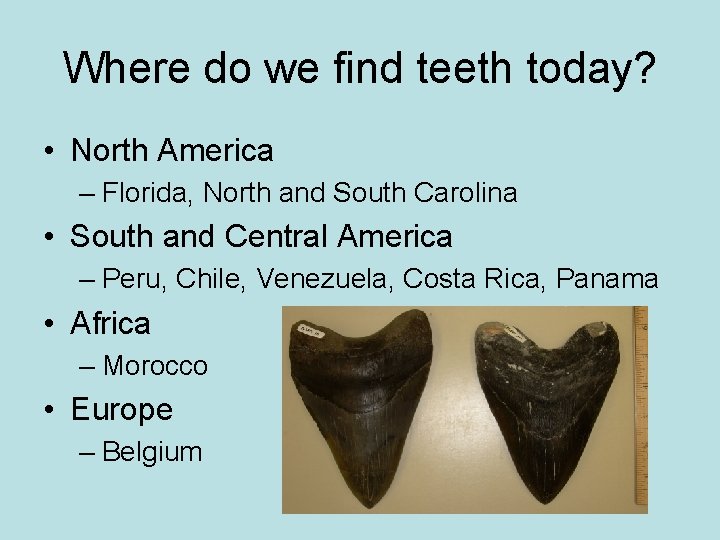 Where do we find teeth today? • North America – Florida, North and South