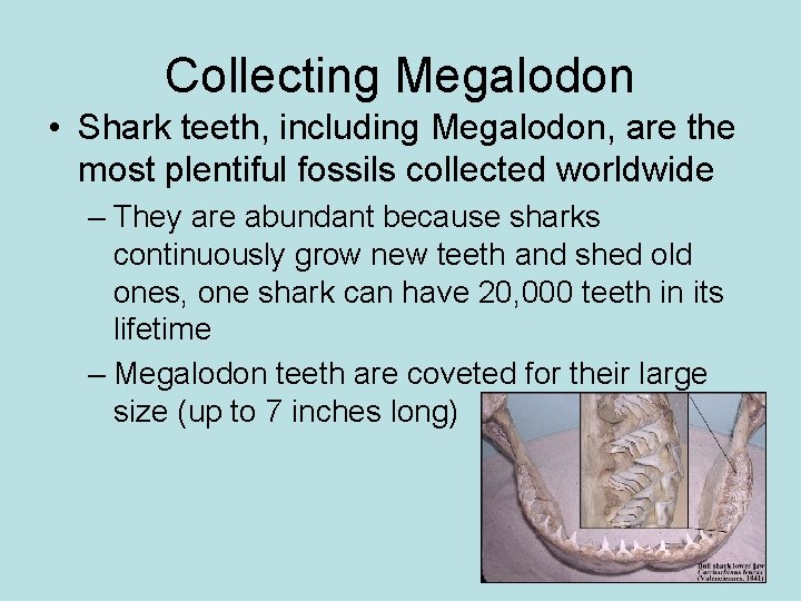 Collecting Megalodon • Shark teeth, including Megalodon, are the most plentiful fossils collected worldwide