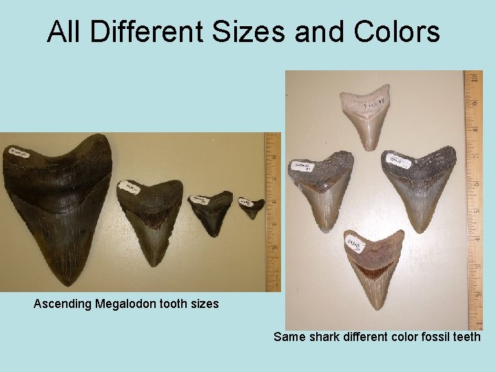 All Different Sizes and Colors Ascending Megalodon tooth sizes Same shark different color fossil