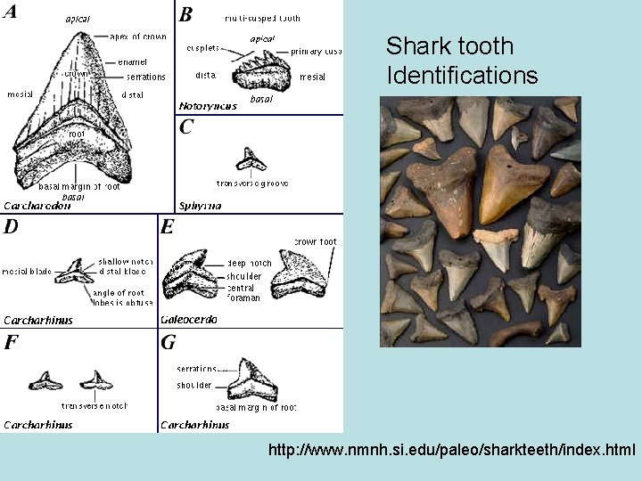 Shark tooth Identifications http: //www. nmnh. si. edu/paleo/sharkteeth/index. html 