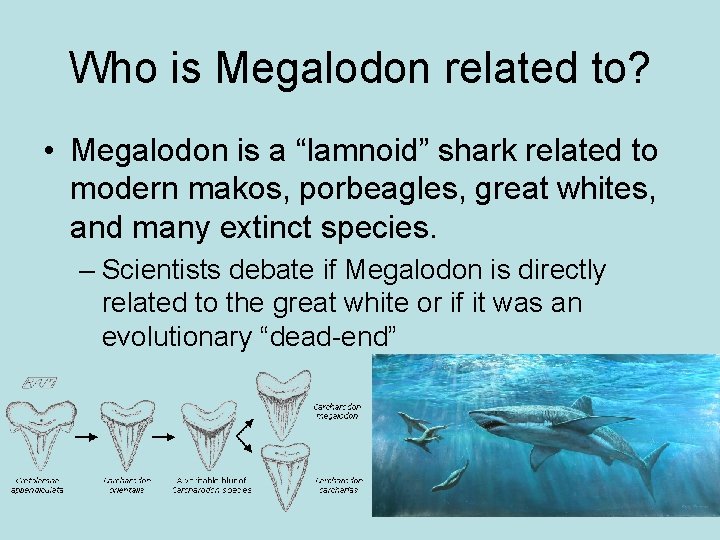 Who is Megalodon related to? • Megalodon is a “lamnoid” shark related to modern