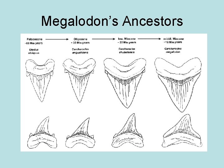 Megalodon’s Ancestors 