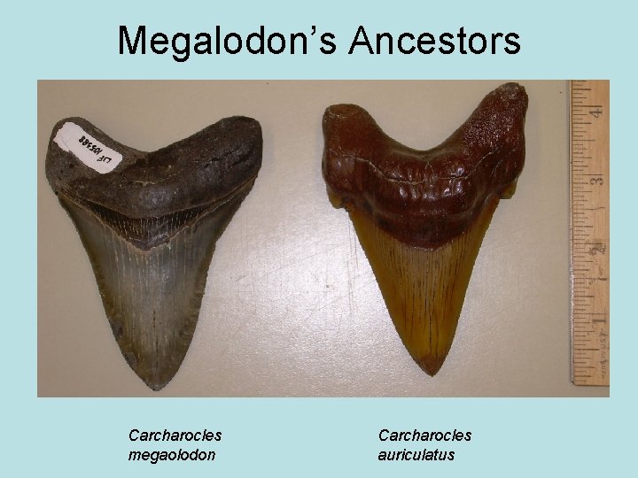 Megalodon’s Ancestors Carcharocles megaolodon Carcharocles auriculatus 