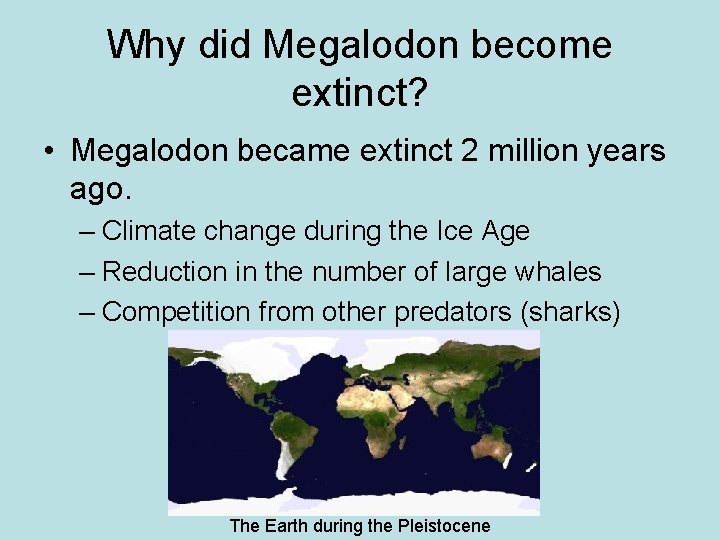 Why did Megalodon become extinct? • Megalodon became extinct 2 million years ago. –