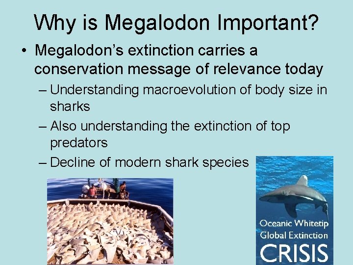 Why is Megalodon Important? • Megalodon’s extinction carries a conservation message of relevance today