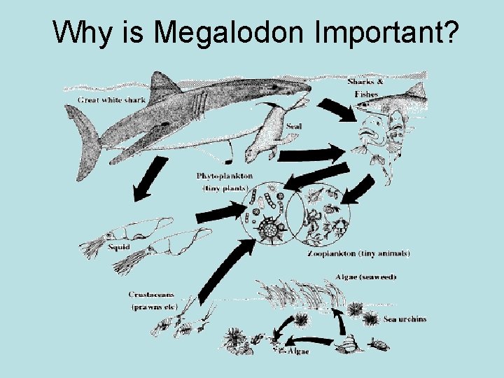 Why is Megalodon Important? Why is Megalodon Important?