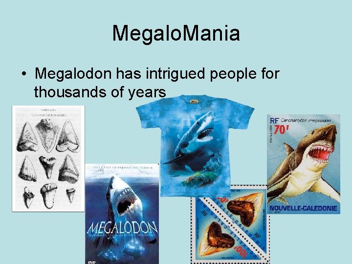 Megalo. Mania • Megalodon has intrigued people for thousands of years 