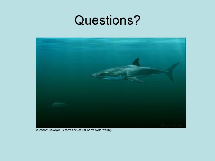 Questions? © Jason Bourque , Florida Museum of Natural History 