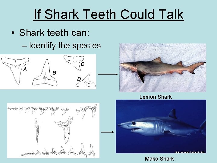 If Shark Teeth Could Talk • Shark teeth can: – Identify the species Lemon