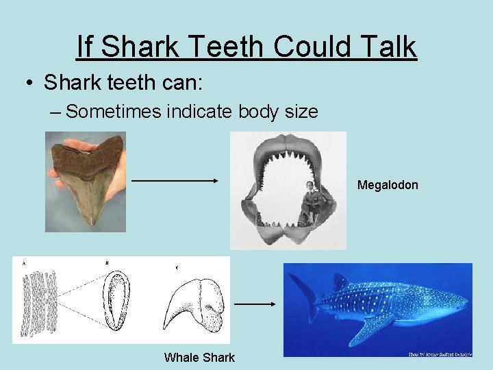 If Shark Teeth Could Talk • Shark teeth can: – Sometimes indicate body size