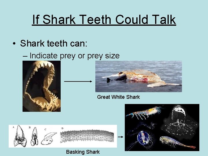 If Shark Teeth Could Talk • Shark teeth can: – Indicate prey or prey