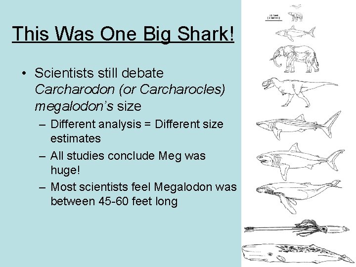 This Was One Big Shark! • Scientists still debate Carcharodon (or Carcharocles) megalodon’s size