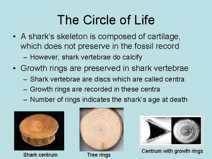 The Circle of Life • A shark’s skeleton is composed of cartilage, which does