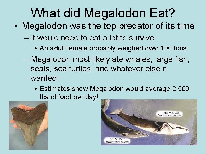 What did Megalodon Eat? • Megalodon was the top predator of its time –