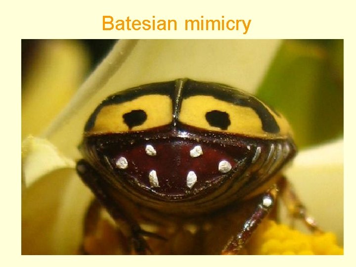 Batesian mimicry 