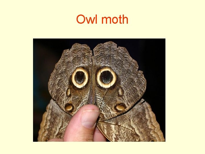 Owl moth 
