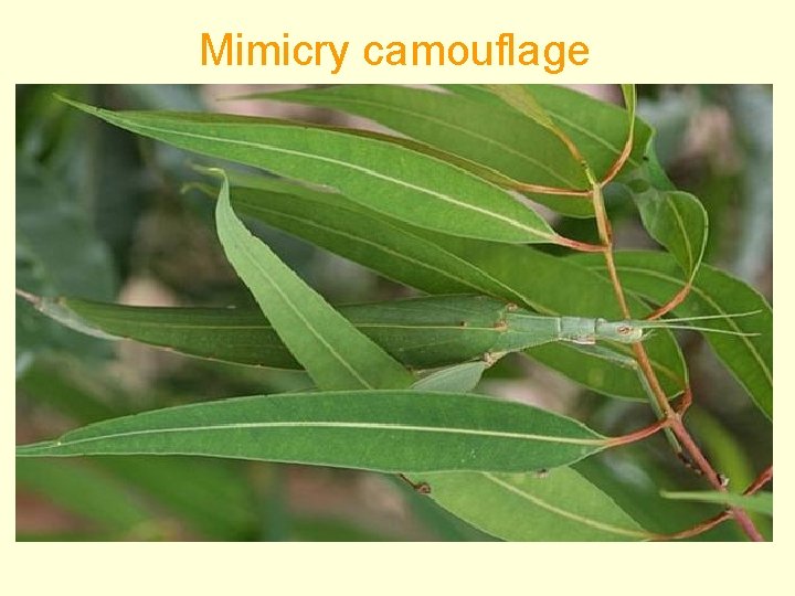 Mimicry camouflage 