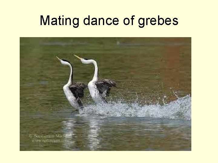 Mating dance of grebes 