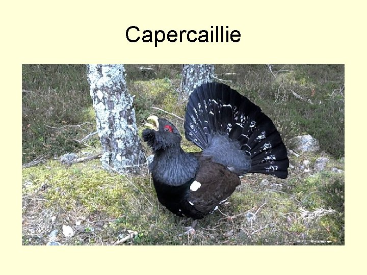 Capercaillie 