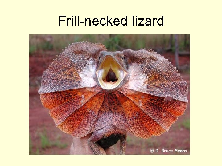 Frill-necked lizard 
