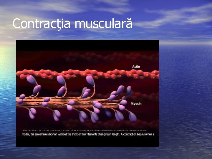 Contracţia musculară 