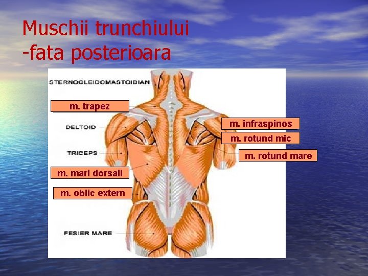 Muschii trunchiului -fata posterioara m. trapez 1 m. infraspinos 4 m. rotund 5 mic