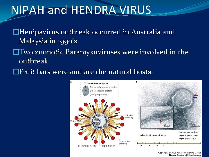 NIPAH and HENDRA VIRUS �Henipavirus outbreak occurred in Australia and Malaysia in 1990’s. �Two