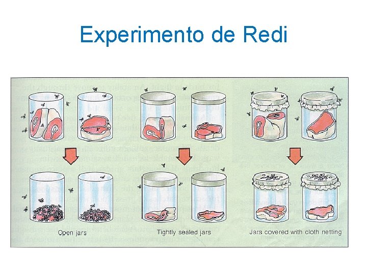 Experimento de Redi Experimento de Redi