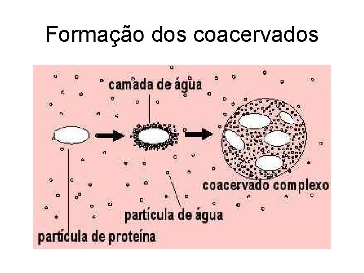 Formação dos coacervados Formação dos coacervados
