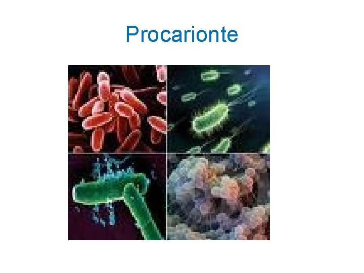 Procarionte Procarionte