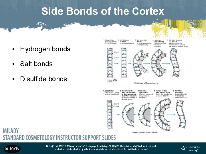 Side Bonds of the Cortex • Hydrogen bonds • Salt bonds • Disulfide bonds