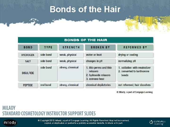 Bonds of the Hair © Copyright 2012 Milady, a part of Cengage Learning. All