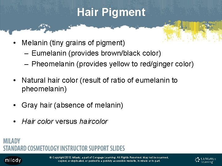 Hair Pigment • Melanin (tiny grains of pigment) – Eumelanin (provides brown/black color) –