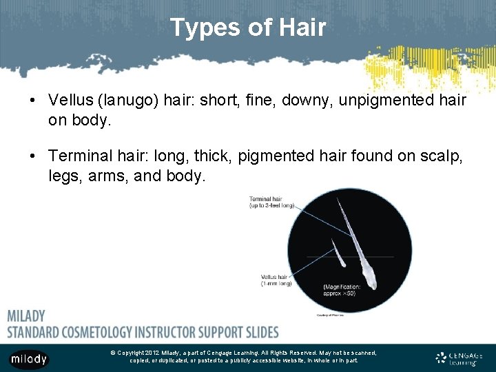 Types of Hair • Vellus (lanugo) hair: short, fine, downy, unpigmented hair on body.