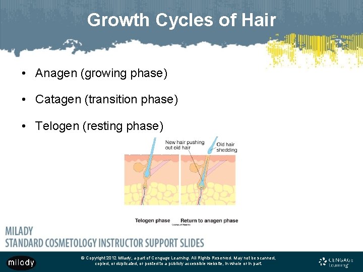 Growth Cycles of Hair • Anagen (growing phase) • Catagen (transition phase) • Telogen