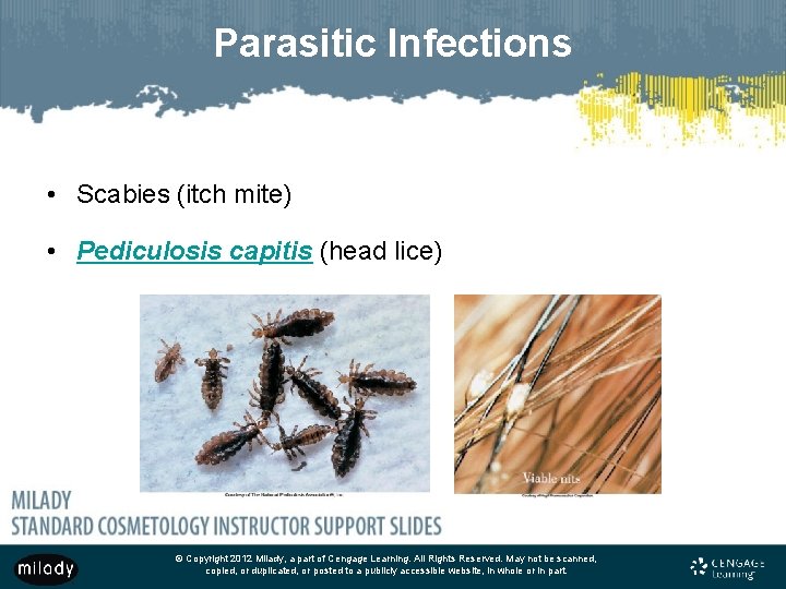 Parasitic Infections • Scabies (itch mite) • Pediculosis capitis (head lice) © Copyright 2012