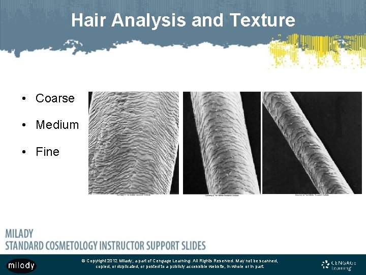 Hair Analysis and Texture • Coarse • Medium • Fine © Copyright 2012 Milady,