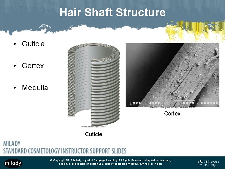 Hair Shaft Structure • Cuticle • Cortex • Medulla Cortex Cuticle © Copyright 2012