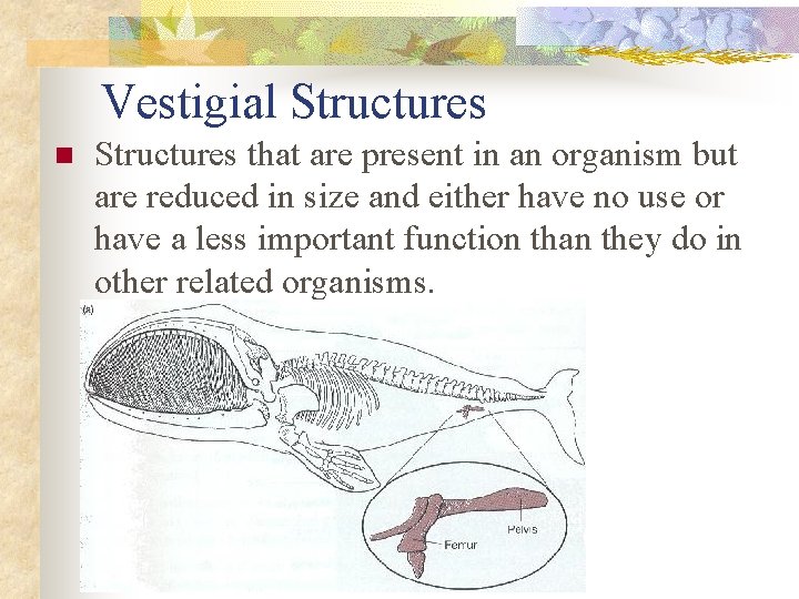 Vestigial Structures n Structures that are present in an organism but are reduced in