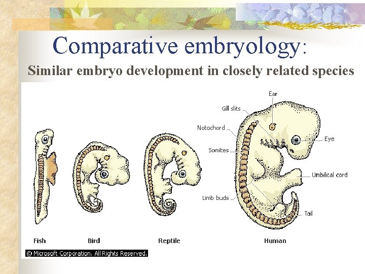 Comparative embryology: Similar embryo development in closely related species 